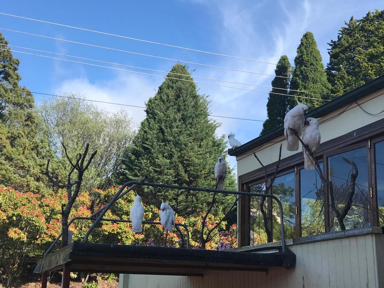 Clarendon Motel&Guesthouse Katoomba Extérieur photo